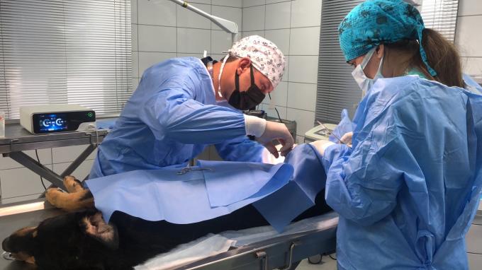 Bedah Laparoskop Sistem Pisau Bedah Ultrasonik Hemostasis Untuk Penggunaan Hewan 7