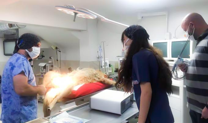 Bedah Laparoskop Sistem Pisau Bedah Ultrasonik Hemostasis Untuk Penggunaan Hewan 8